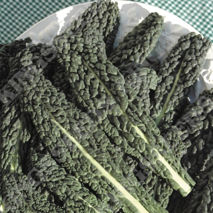Picture of Kale Nero Di Toscana - Organically Grown